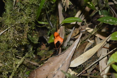 Masdevallia hirtzii