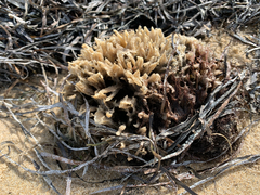 Clathria