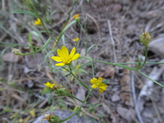 Gutierrezia wrightii