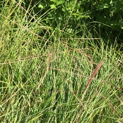 Chloris verticillata