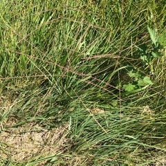 Chloris verticillata
