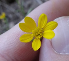 Gutierrezia wrightii