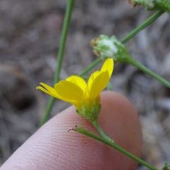 Gutierrezia wrightii