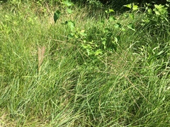 Chloris verticillata