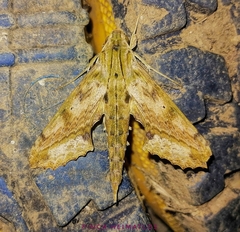 Xylophanes undata