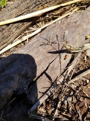 Opisthopsis