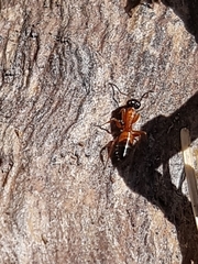 Opisthopsis