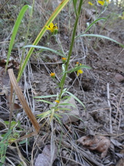 Gutierrezia wrightii