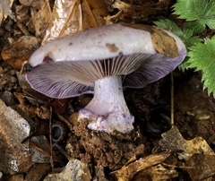 Cortinarius argenteopileatus