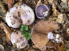 Cortinarius argenteopileatus