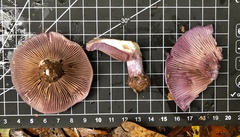 Cortinarius argenteopileatus