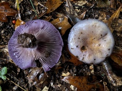 Cortinarius argenteopileatus