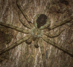 Tamopsis tweedensis