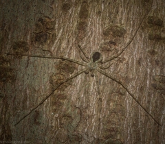 Tamopsis tweedensis