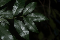 Bouchardatia neurococca