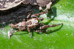 Paraphilaeus daemeli