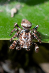 Paraphilaeus daemeli