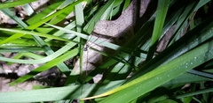 Oligolophus tienmushanensis