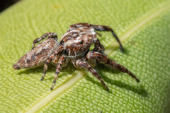 Paraphilaeus daemeli