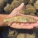 Catostomus tahoensis - Photo (c) prickly_sculpin, alguns direitos reservados (CC BY-NC), uploaded by prickly_sculpin