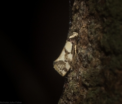 Coesyra hemiphragma