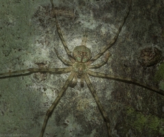 Tamopsis tweedensis