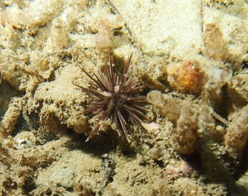 Arbacia stellata (Echinoderms of the North Eastern Pacific (Alaska to ...