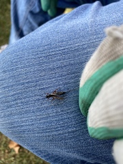Xoridinae