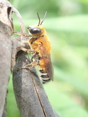 Megachile lanata
