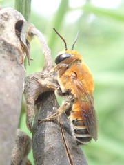 Megachile lanata