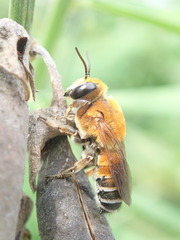 Megachile lanata