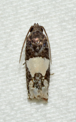 Epiblema dorsisuffusana