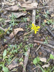 Ranunculus plebeius