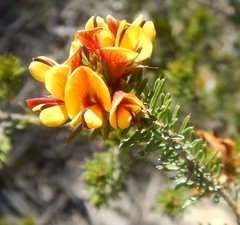 Pultenaea acerosa