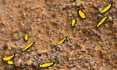 Xanthyris flaveolata