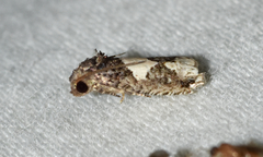Epiblema dorsisuffusana