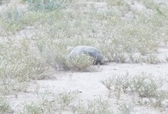 Gopherus flavomarginatus