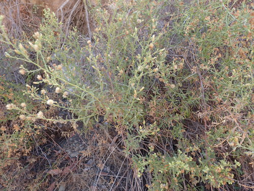Image of Baccharis plummerae by (c) George Williams, some rights reserved (CC BY)