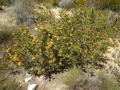 Pultenaea acerosa
