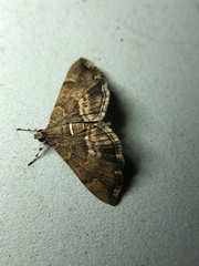 Hymenia perspectalis