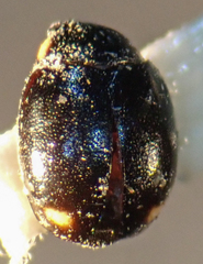 Hyperaspis oculaticauda