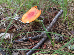 Amanita erythrocephala