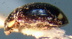 Hyperaspis oculaticauda