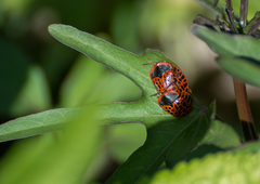 Botanochara macularia