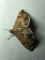 Hymenia perspectalis