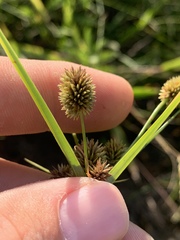 Cyperus retrorsus