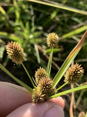 Cyperus retrorsus