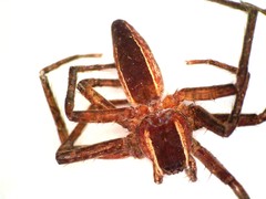 Pisaurina brevipes