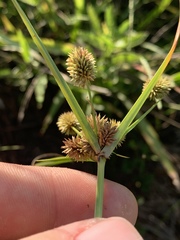 Cyperus retrorsus