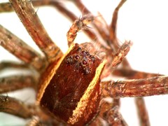 Pisaurina brevipes